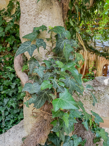 Vertical close up view of thick twisted tree roots and climbing green vines growing over a rustic light-colored stone wall structure