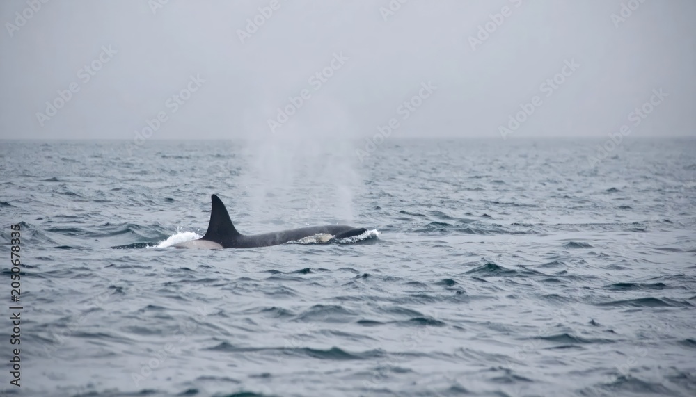 Fototapeta premium Killer whale spouting water while swimming in the ocean.