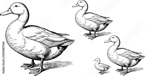 Fotografie Black and white duck family illustration, vector ducks, quacking birds, animal i