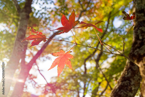 Red Japanese maple leaves glowing in autumn sunlight