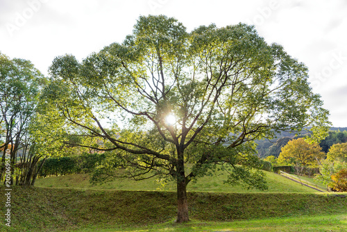 Large tree in a green park with sunlight in Japan