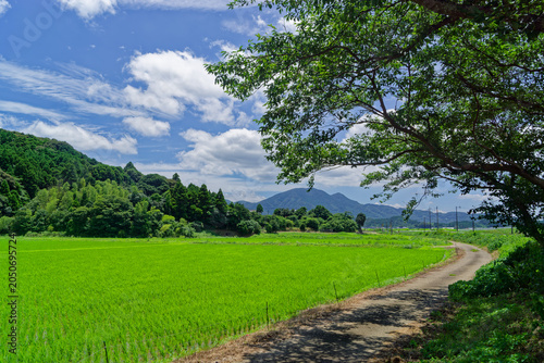 Green rice fields and country road in rural Japan