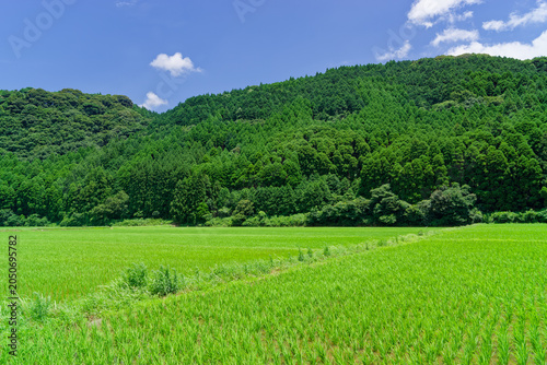 Bright green rice paddy field with forested hills in Japan
