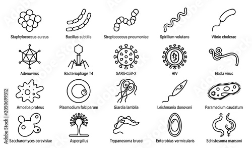Foto Microbiology microorganisms icons set of bacteria virus and parasites black and