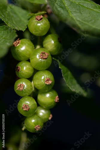 Unripe green currants hang from the bush. The background is dark. The photo is in portrait orientation.