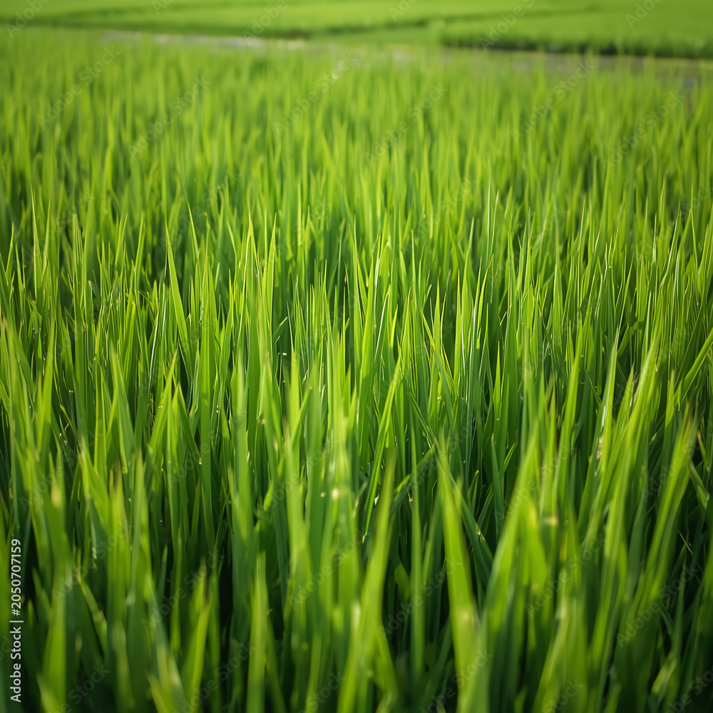 Obraz premium green wheat field