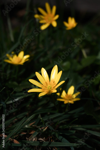 Vibrant yellow lesser celandine flowers blooming in dark green spring grass