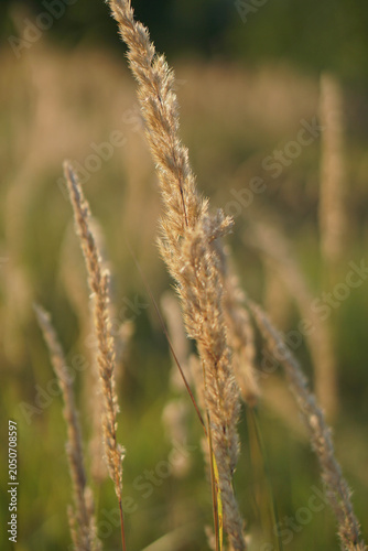 Golden wild grass spikelets of Calamagrostis close up in warm sunset sunlight on a blurred field background.
