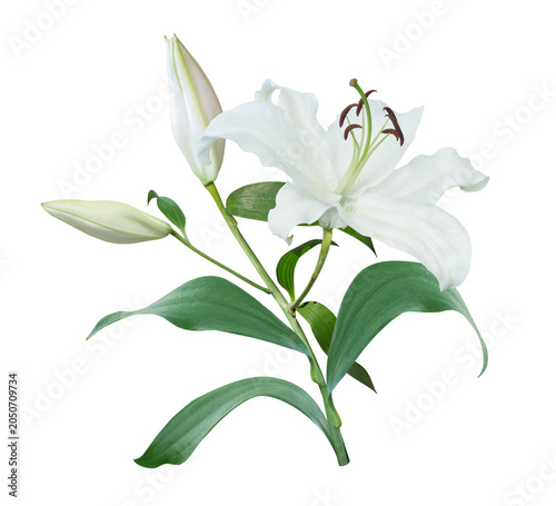 White Lily flower bouquet isolated on transparent background
