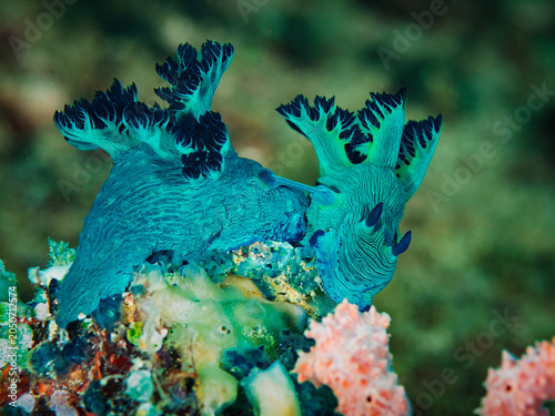 Obraz na plátne Vivid Blue Nembrotha Milleri Nudibranch on Coral Reef in Anilao Philippines