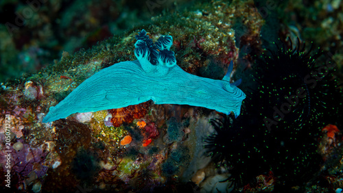Bild auf Leinwand Bright Blue Nembrotha Milleri Nudibranch Crawling Over Coral Reef in Anilao Phil