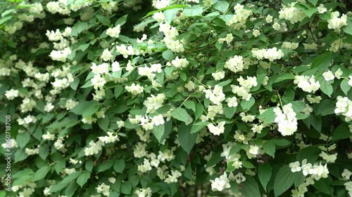 Abundant jasmine flowers in full bloom capture the delicate beauty of nature. The white blossoms stand out against the green leaves, showcasing a serene and elegant presence