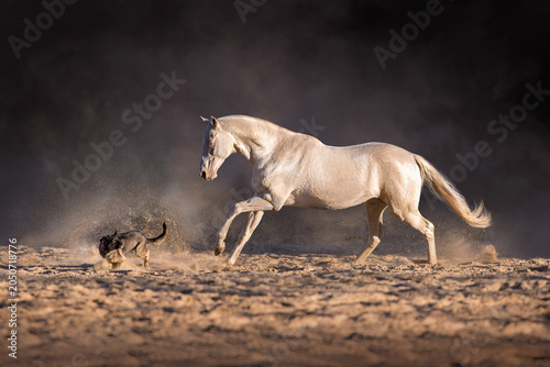 Cremello teke horse play with dog