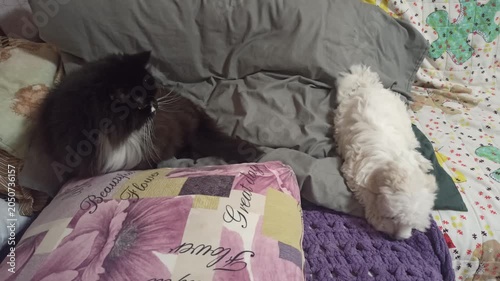 Black fluffy cat and white puppy lying together on bed at home. Cute pets resting on soft pillows and blankets in cozy room. friendship between cat and dog. little Multipoo puppy plays with adult cat