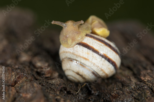 Macro of Caucasotachea vindobonensis banded snail on bark, showing striped shell, soft body, tentacles and natural woodland detail.