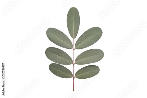 A single green pinnate leaf with seven oval leaflets arranged symmetrically on a thin stem, isolated on a solid black background, for clear view