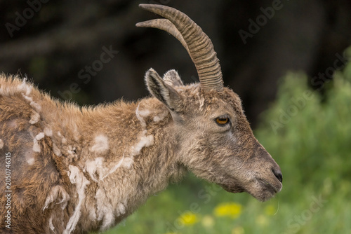 Portrait of a young ibex shedding its winter coat