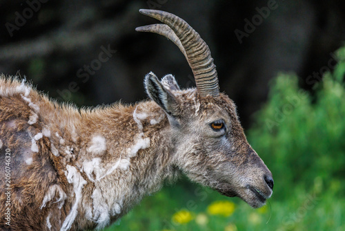 Portrait of a young ibex shedding its winter coat