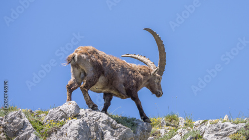 A large male ibex walks across rocks against a blue sky