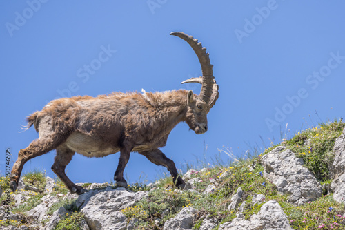 A large male ibex walks across rocks against a blue sky