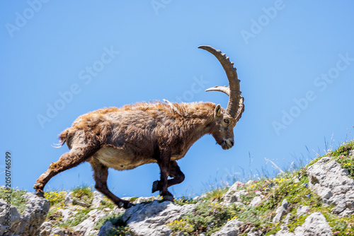 A large male ibex walks across rocks against a blue sky