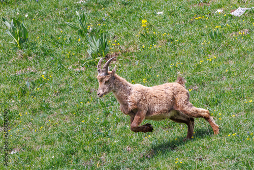 A young ibex racing down a meadow at full speed