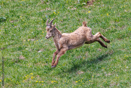 A young ibex racing down a meadow at full speed