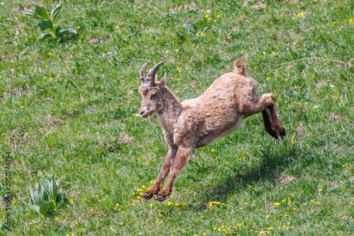 A young ibex racing down a meadow at full speed