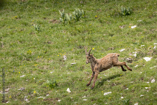 A young ibex racing down a meadow at full speed