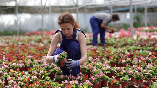 Portrait of young woman gardener holding pot with flowers begonia in greenhouse. High quality 4k footage