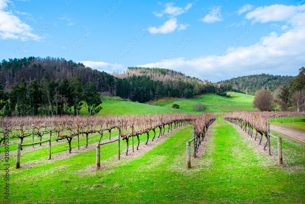 Obraz premium Vineyard in Balingup - Western Australia