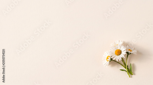 Minimalist chamomile flower bouquet on textured beige linen background copy space. 