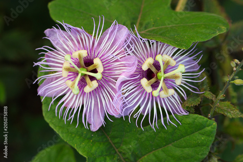Bild auf Leinwand Two Purple Passion Flowers Blooming on a Vine