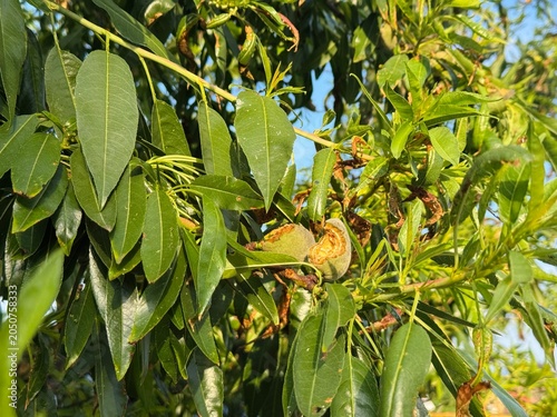 Foto Close-Up of Cracked Unripe Almond Fruit on Branch with Disease-Affected Leaves