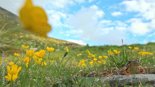 The common frog wrapped by flowers in the Alps mountains (Rana temporaria)