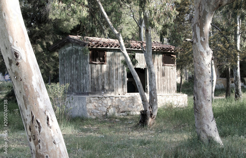 Destroyed wooden and stone cabin with a broken tiled roof, hidden inside a dense forest grove of tall eucalyptus and pine trees