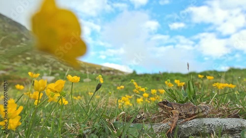 Common frog in the Alpine meadow (Rana temporaria)