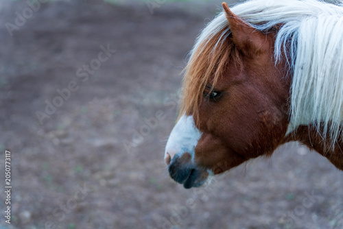 Quiet Pony Portrait.