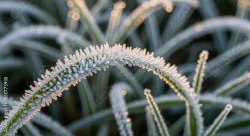 Delicate ice crystals forming on grass blades in the morning