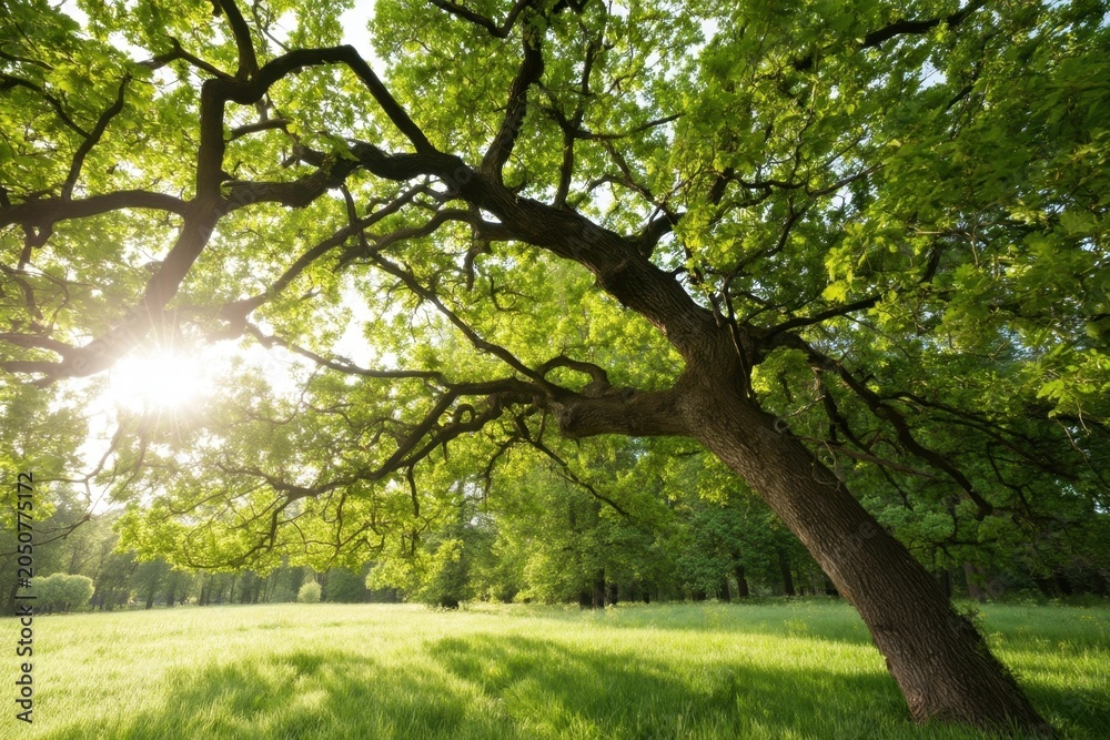 Fototapeta premium The Tree Leaning Over a Sunlit Meadow With Lush Green Leaves and Tranquility