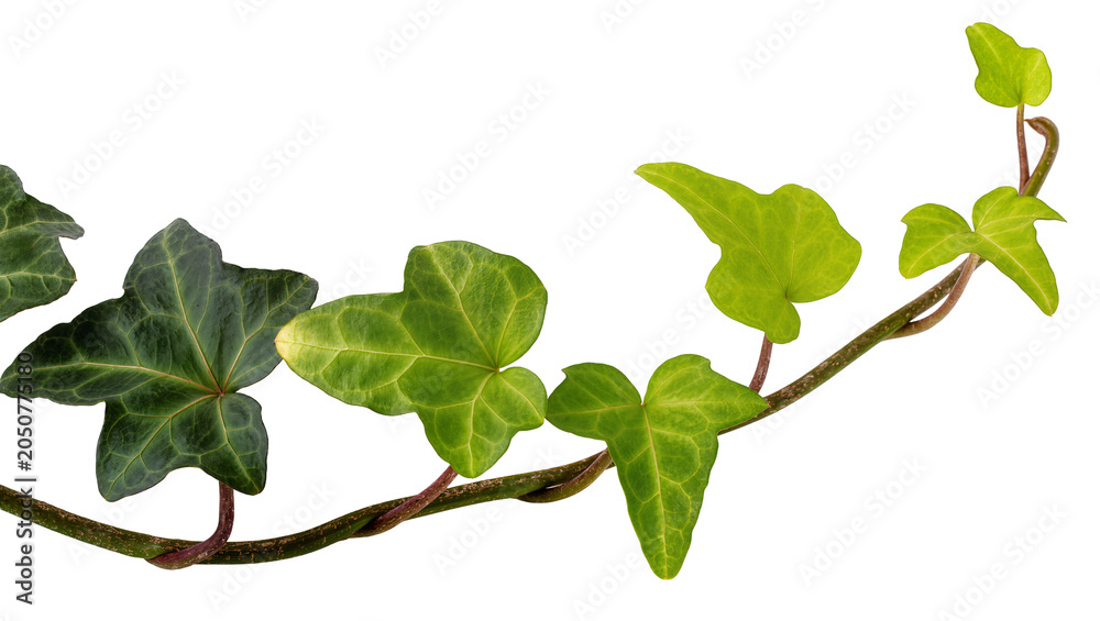 Fototapeta premium Green ivy vine with lobed leaves and textured stem