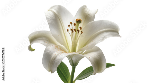 Schilderij op canvas White lily flower with green leaves and stamen