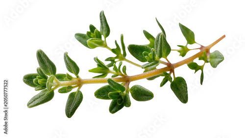 Fresh thyme herb sprig with green leaves