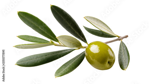 Bild auf Leinwand Single green olive on branch with leaves