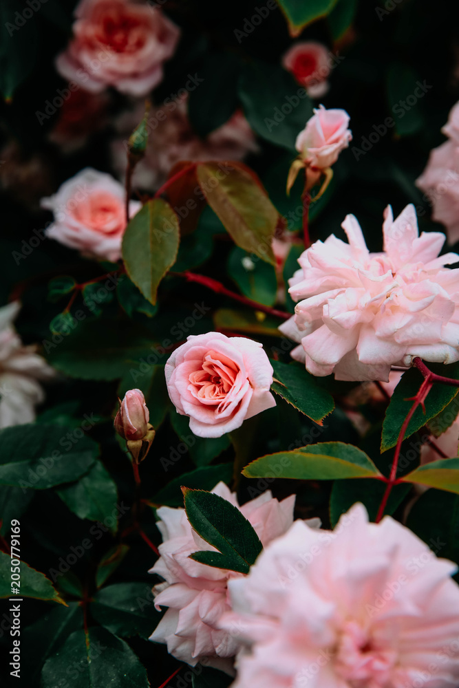 Obraz premium Pink Roses