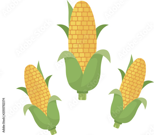 Corn on the cob vector illustration for Thanksgiving harvest