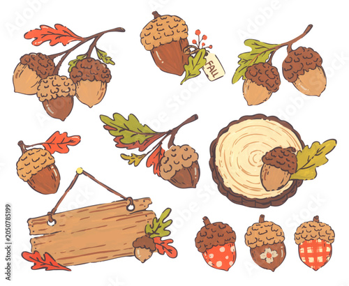 Acorn hand drawn illustration set, autumn oak nut collection with leaves, cozy thanksgiving harvest decor, warm forest nature mood, vintage pattern card graphic design