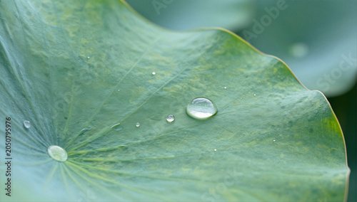 Superhydrophobic Lotus Leaf with Perfect Round Water Droplets