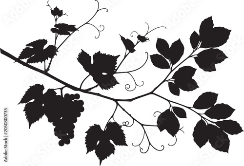 Black silhouette of grapevine branch with leaves and grapes