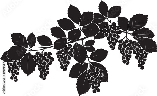 grapes isolated on white background